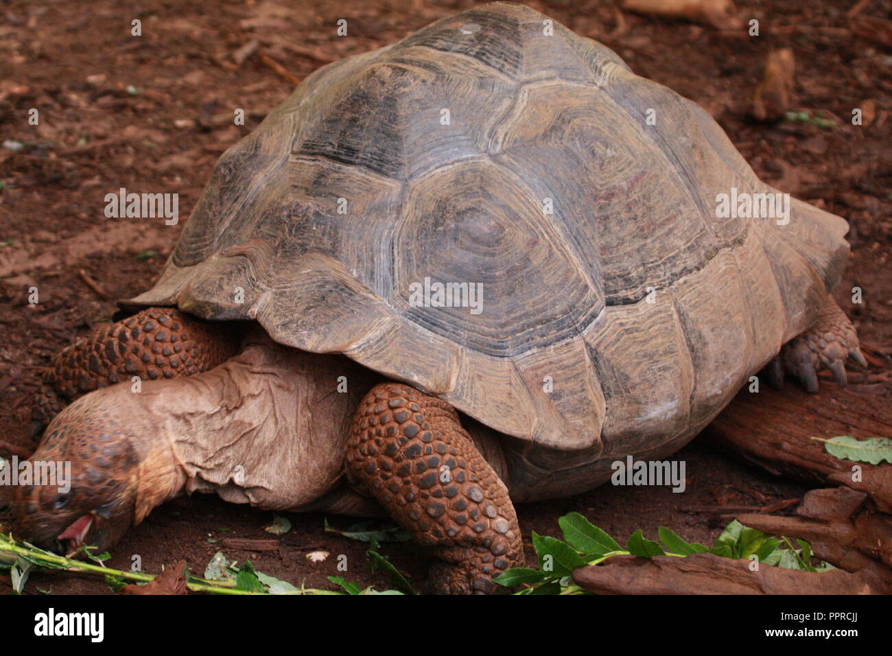 Chester Zoo animals Stock Photo - Alamy