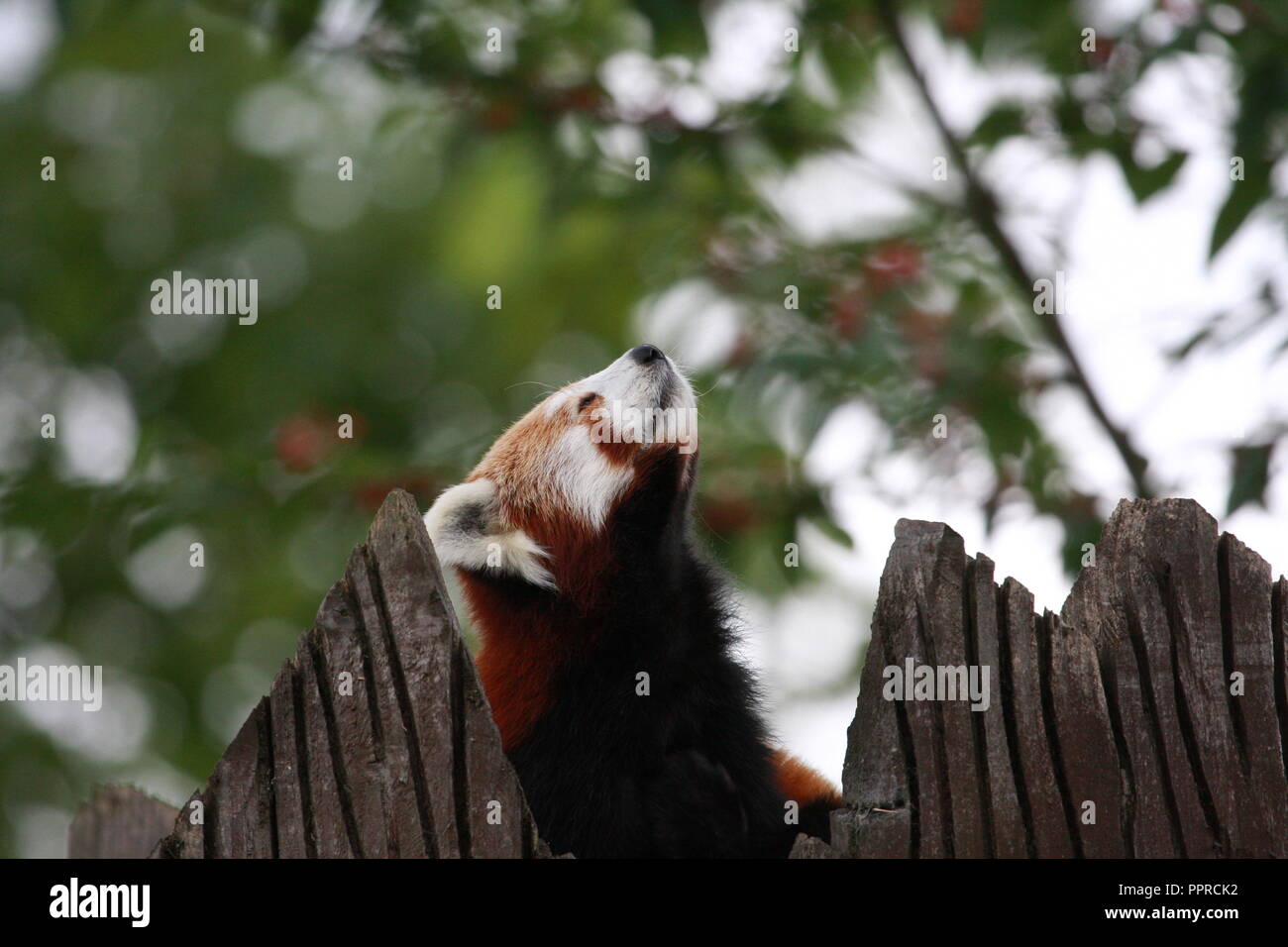 Chester Zoo animals Stock Photo Alamy