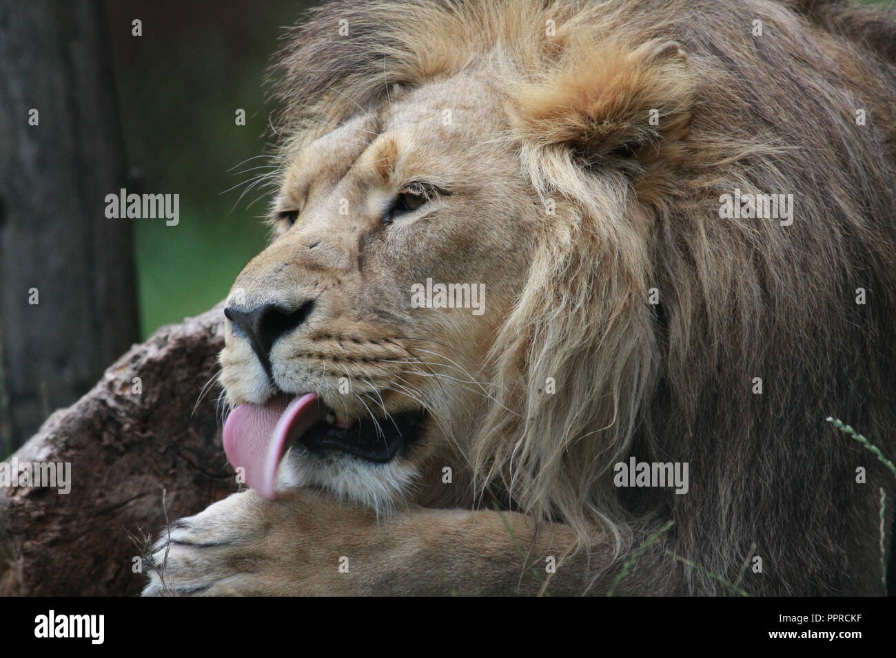 Chester Zoo animals Stock Photo