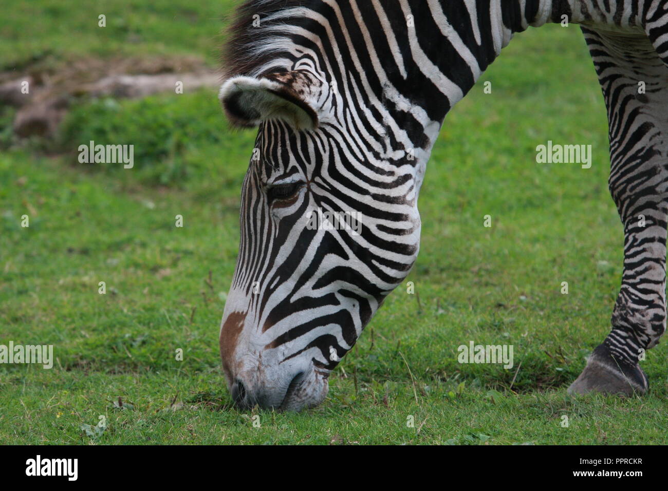 Chester Zoo animals Stock Photo Alamy