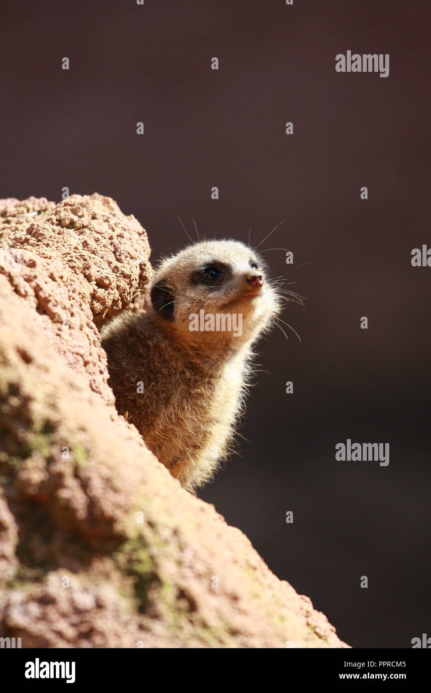 Chester Zoo animals Stock Photo Alamy