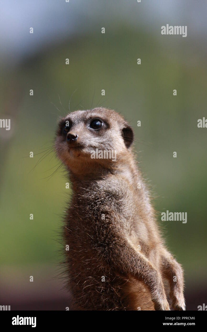 Chester Zoo animals Stock Photo Alamy