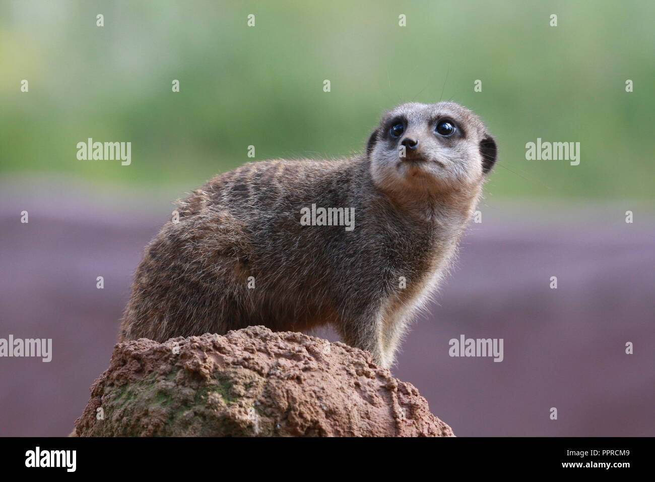 Chester Zoo animals Stock Photo Alamy