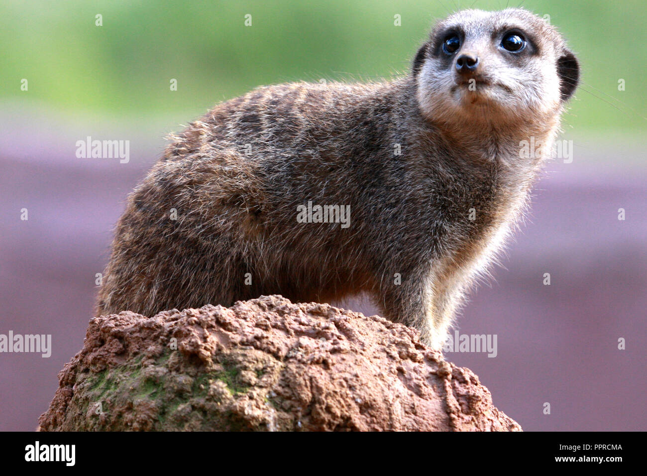 Chester Zoo animals Stock Photo Alamy