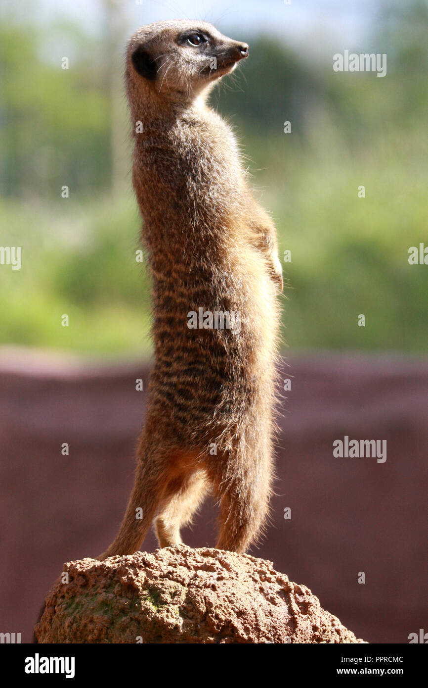 Chester Zoo animals Stock Photo Alamy
