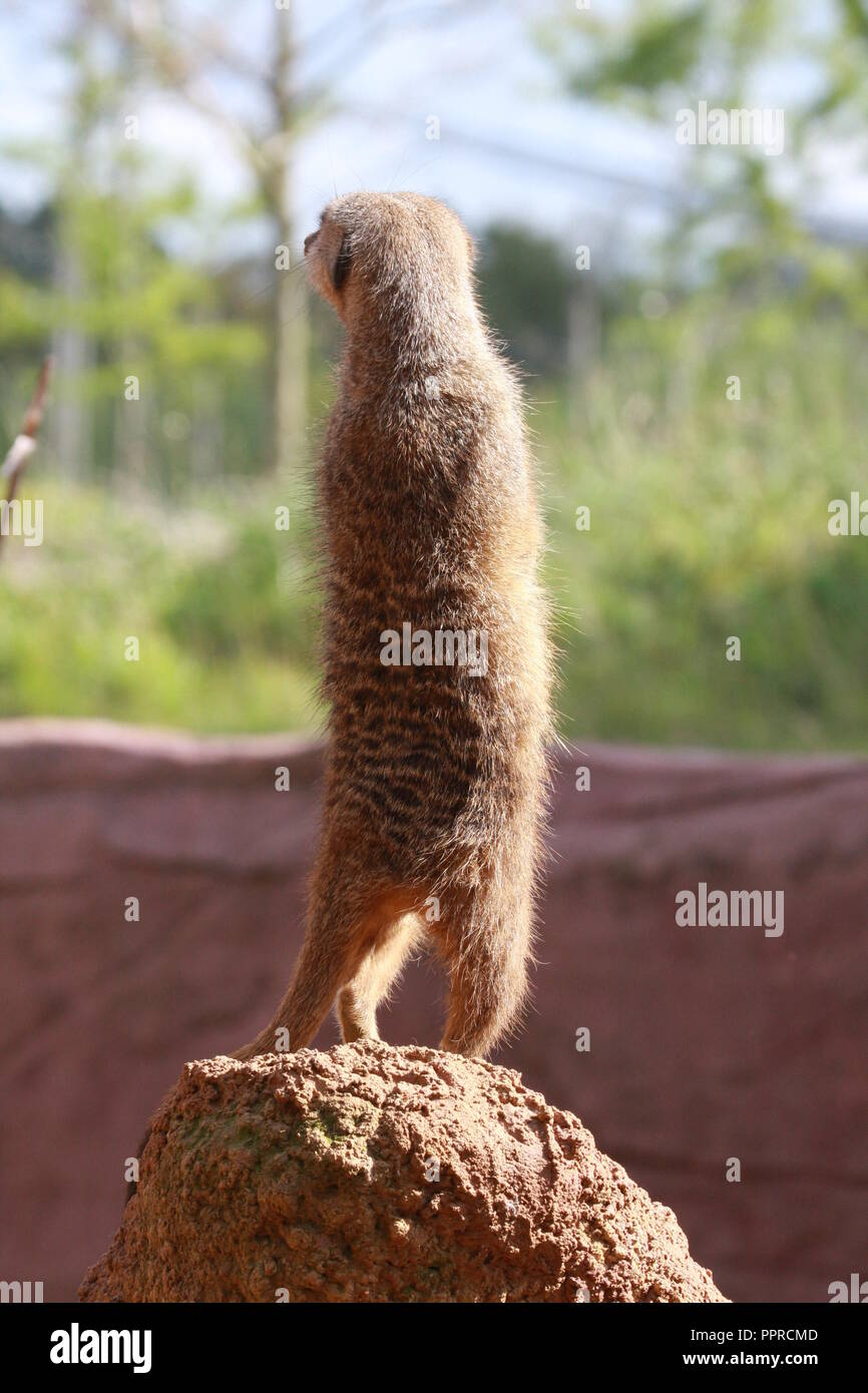 Chester Zoo animals Stock Photo Alamy