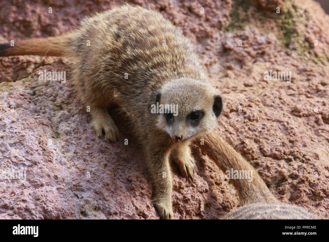 Chester Zoo animals Stock Photo Alamy