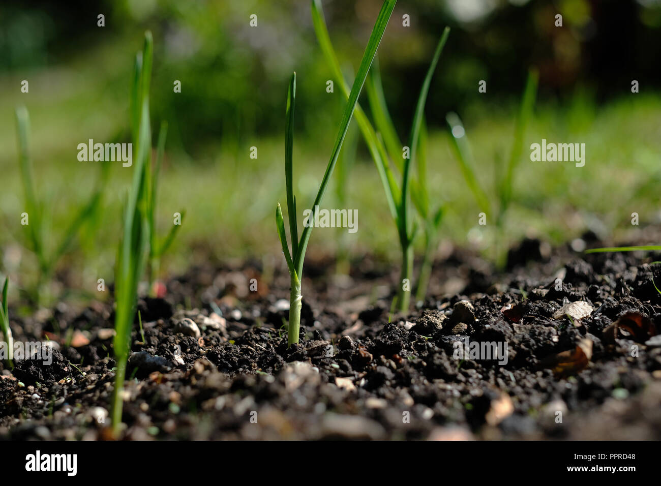 Garlic plant hires stock photography and images Alamy