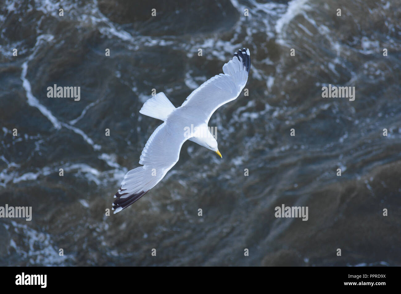 Silver gull in flight, Newcastle upon Tyne, North East England, North Sea, United Kingdom Stock Photo