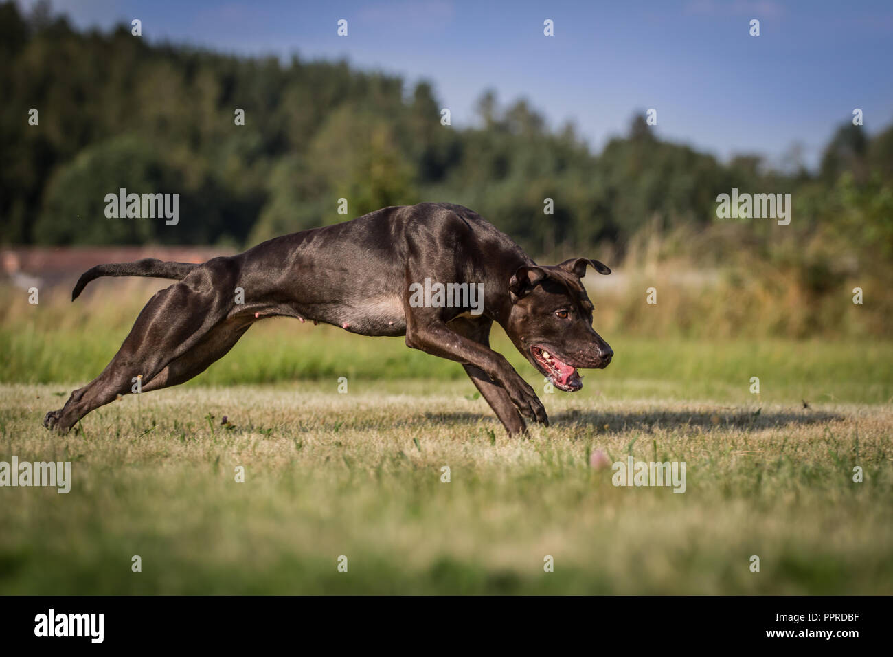 Black active American Pit Bull Terrier female running, with shiny coat