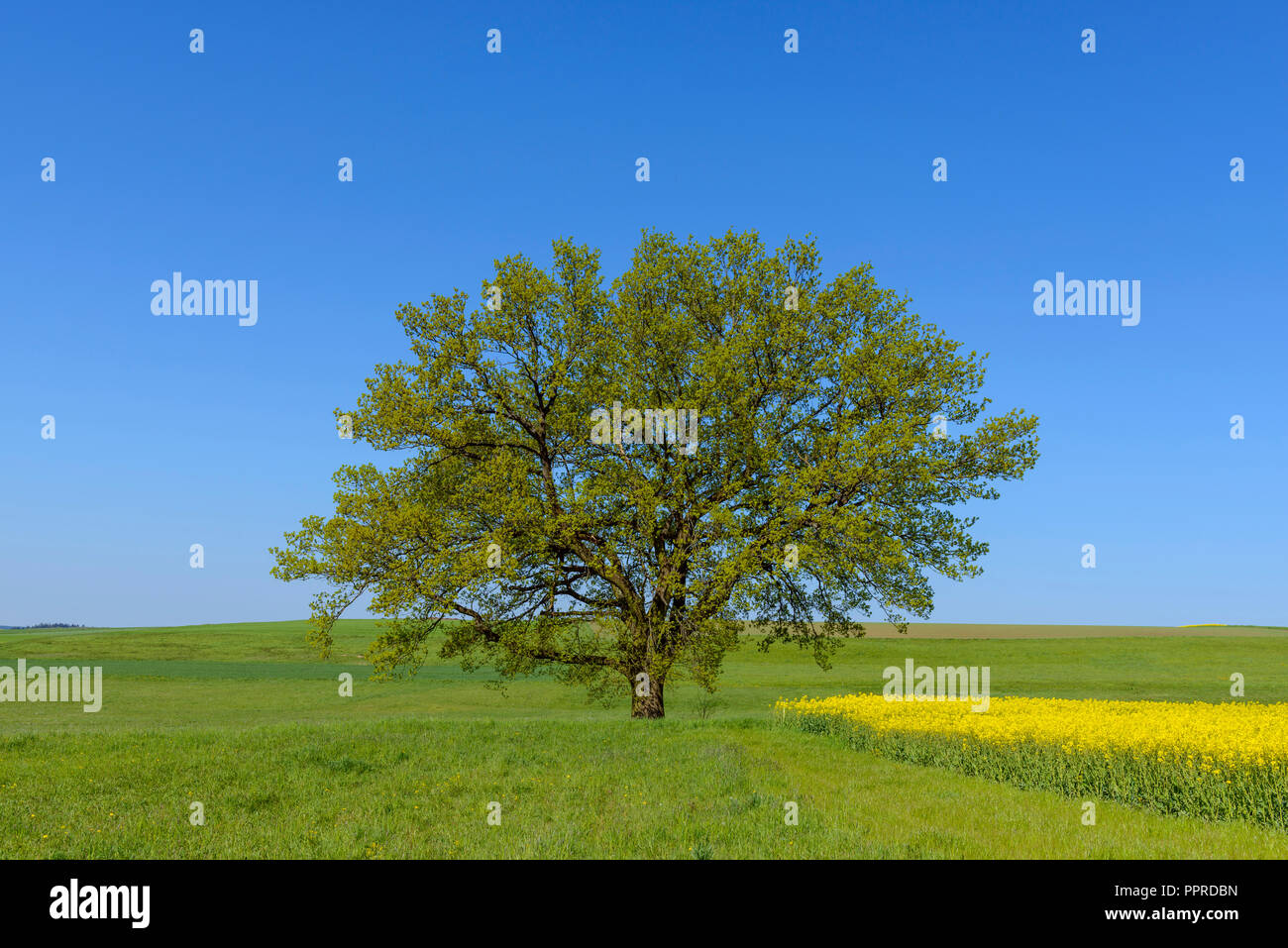 Oak trees in countryside, Spring, Vogelsbergkreis, Hesse, Germany Stock Photo