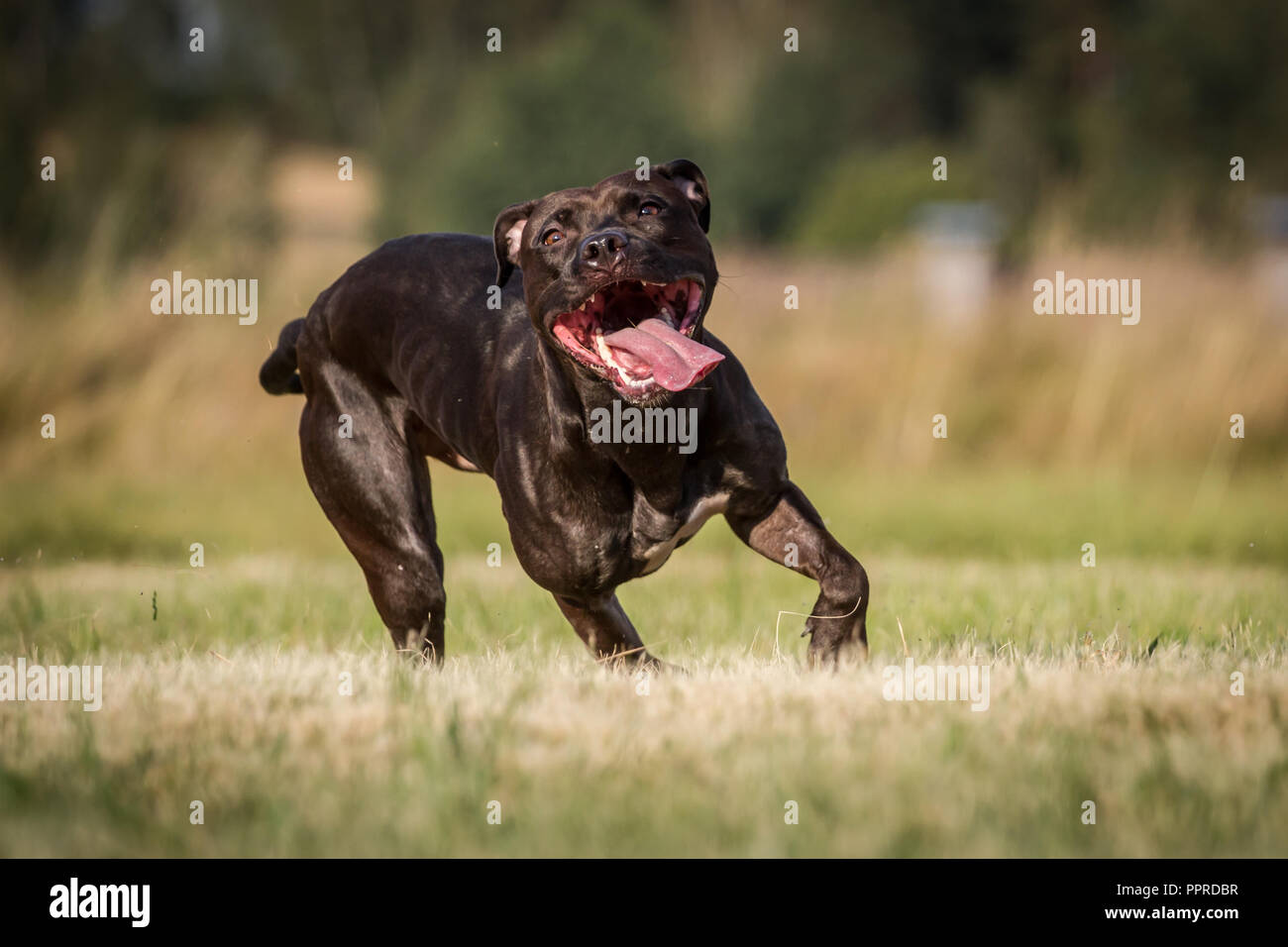 Black Active American Pit Bull Terrier Female Running With Shiny