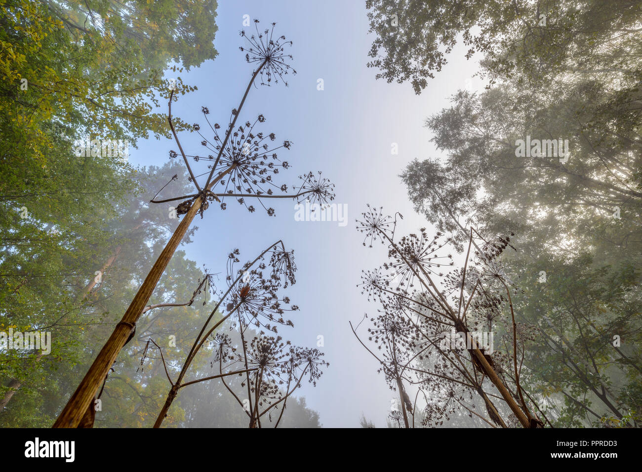 Giant hogweed, Heracleum mantegazzianum, in autumn, Odenwald, Hesse, Germany Stock Photo