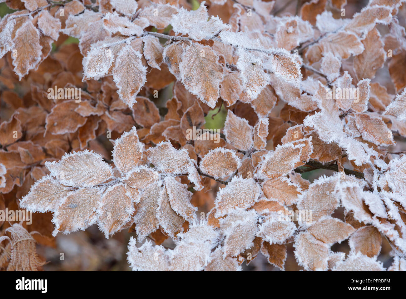 Beech tree leaves in autumn hi-res stock photography and images - Alamy