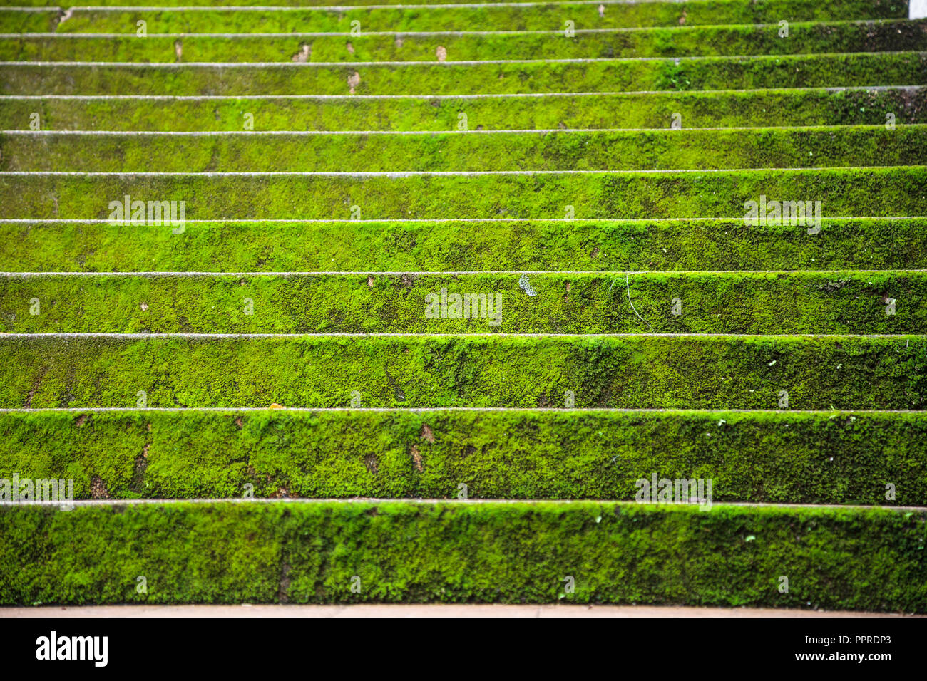 Bright green mossy stone stair steps uphill background in autumn season ...