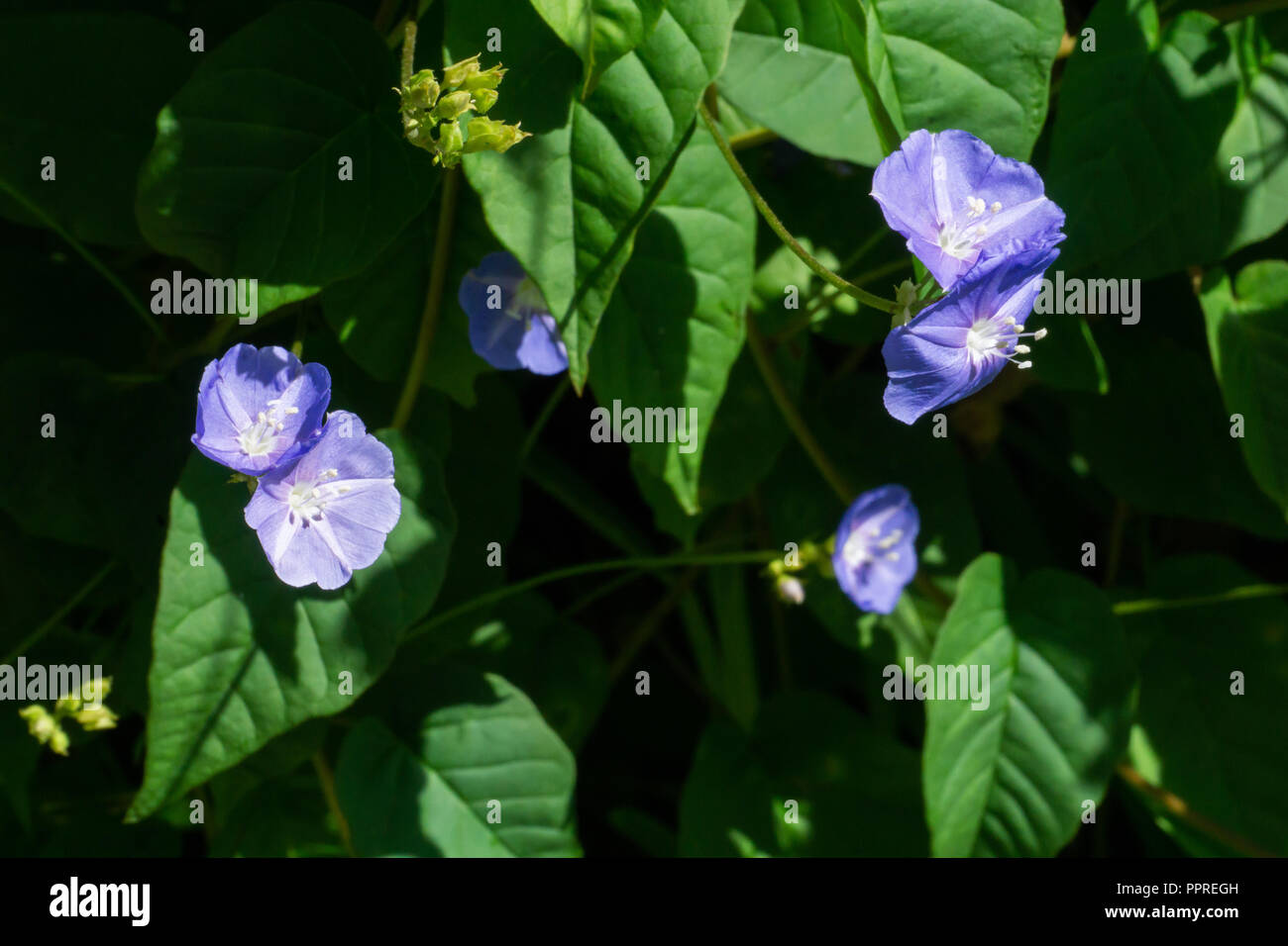 Purple Blue flowers of Smallflower Morningglory (Jacquemontia tamnifolia), Stuart, Martin County, Florida, USA Stock Photo