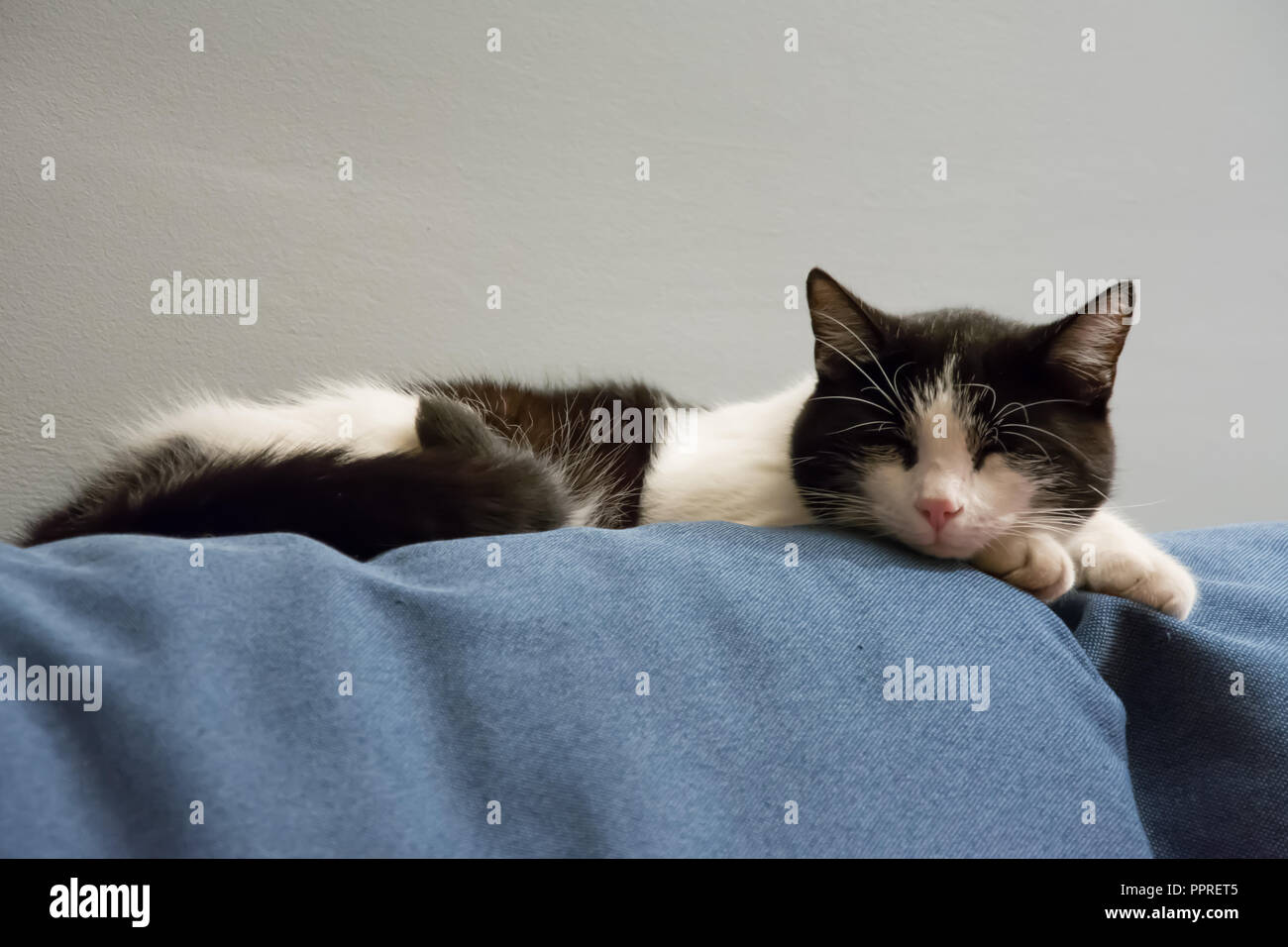 Black and white cat sleeping on top of a blue sofa Stock Photo - Alamy