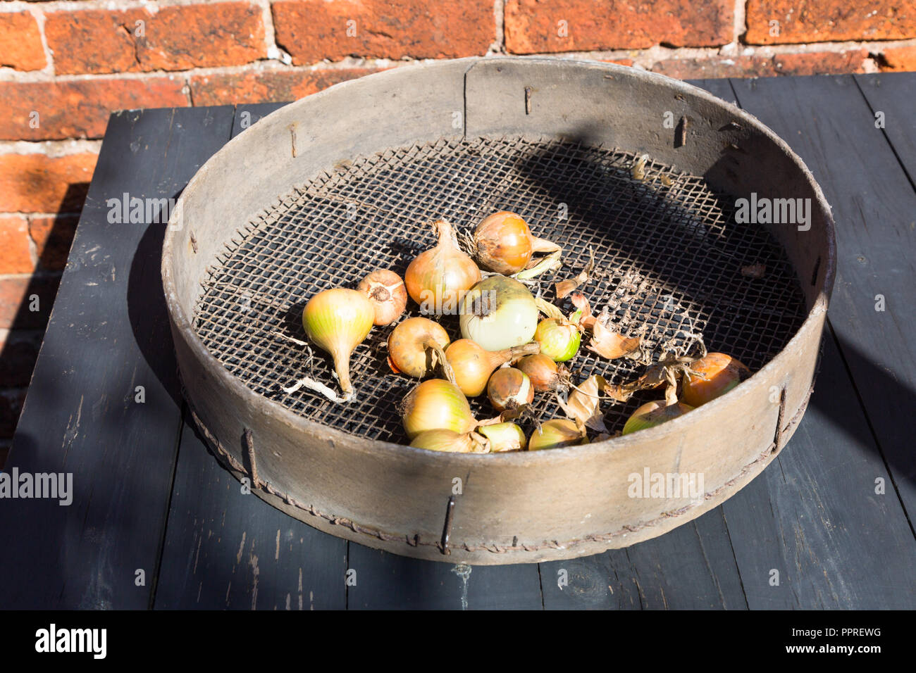 Onions drying in a riddle in the sun Stock Photo