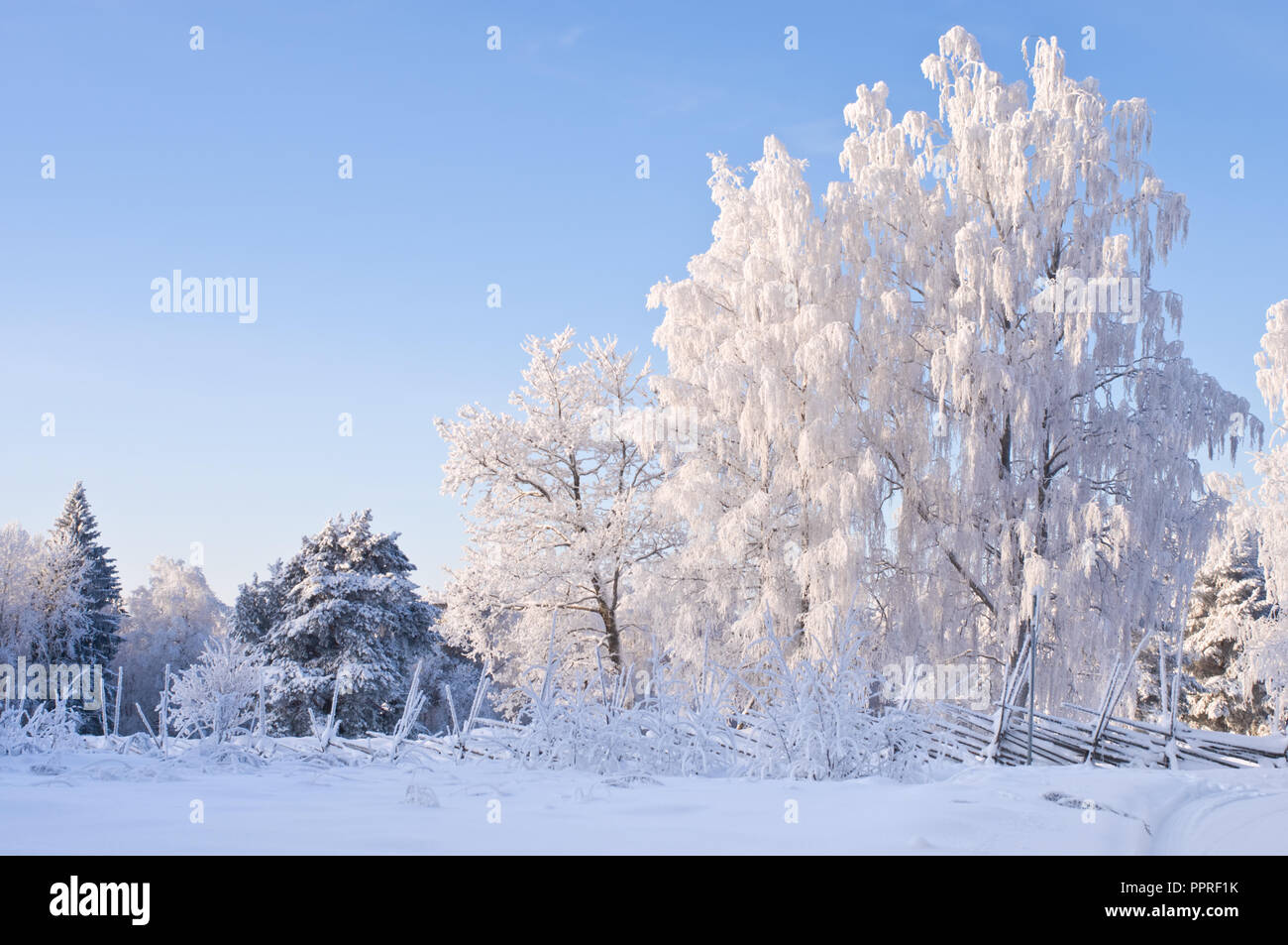 Snowy landscape with fence and trees hi-res stock photography and ...