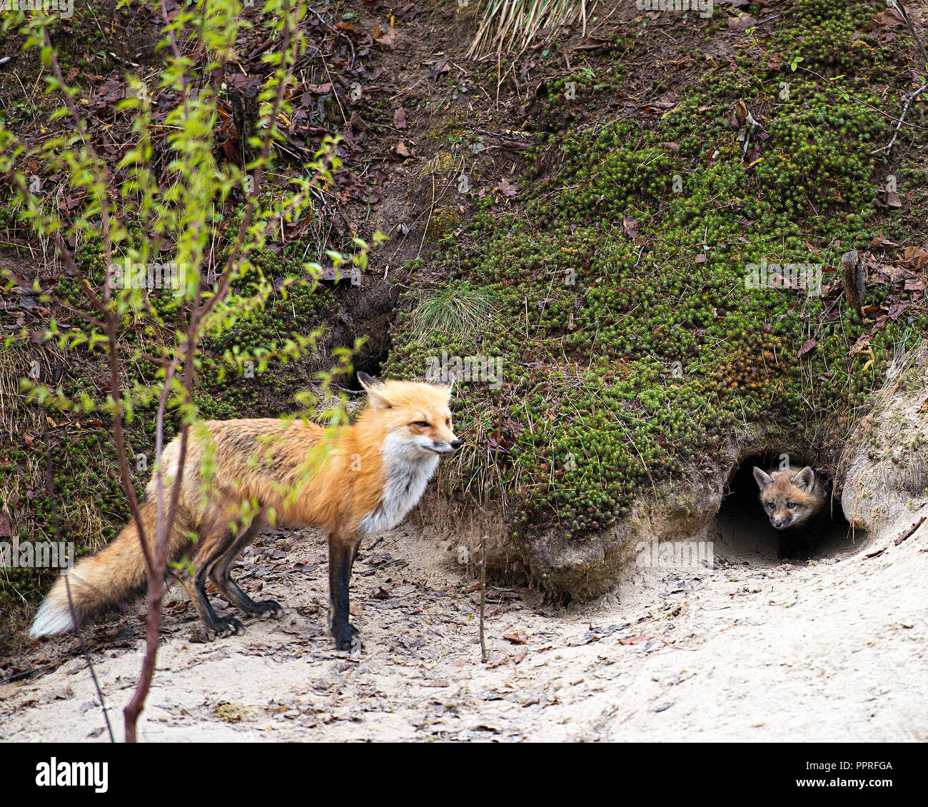 Red Fox mother and her kits enjoying its surrounding Stock Photo - Alamy