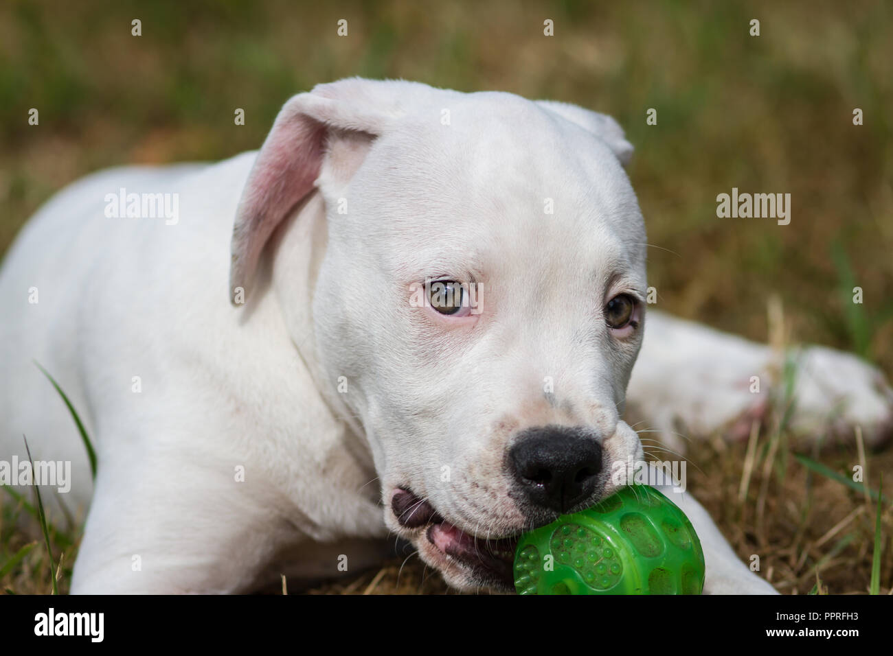 Funny Small Red White Color American Bulldog Puppy On Light Background Stock Photo Picture And Royalty Free Image Image 94619866