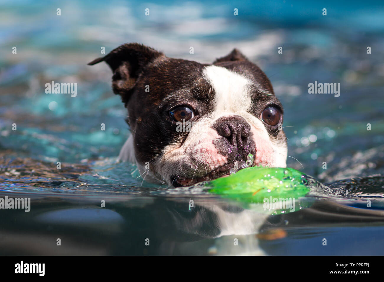 Where Can Dogs Swim In Boston