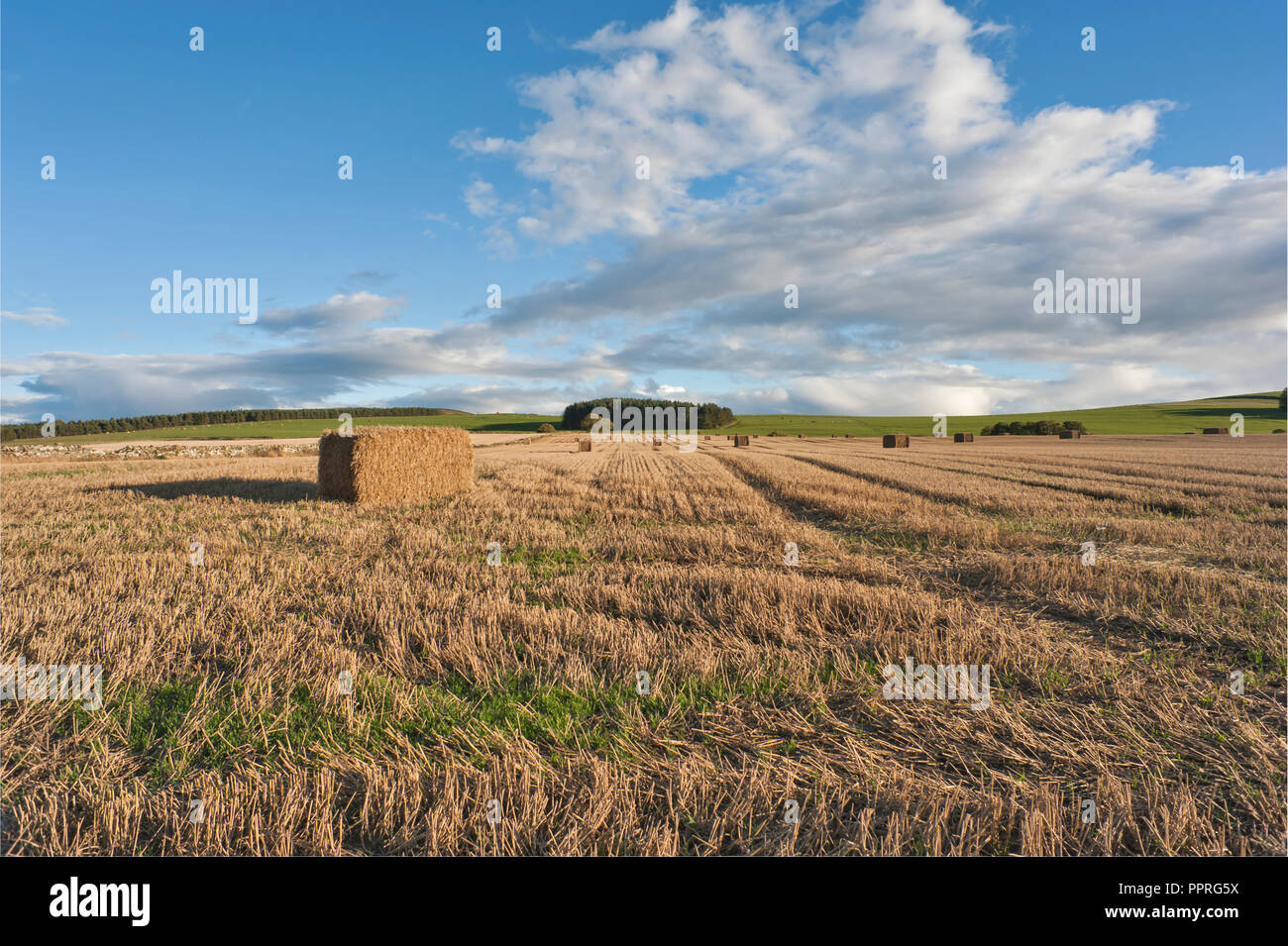 Rectangular straw bales in field, September,  Angus, Scotland Stock Photo