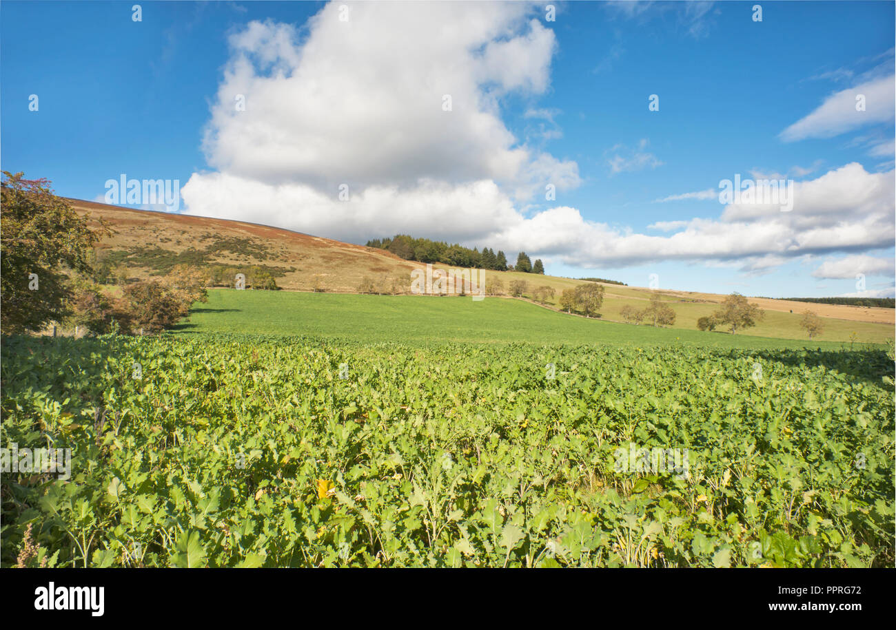 Turnip field in Angus Scotland. Stock Photo