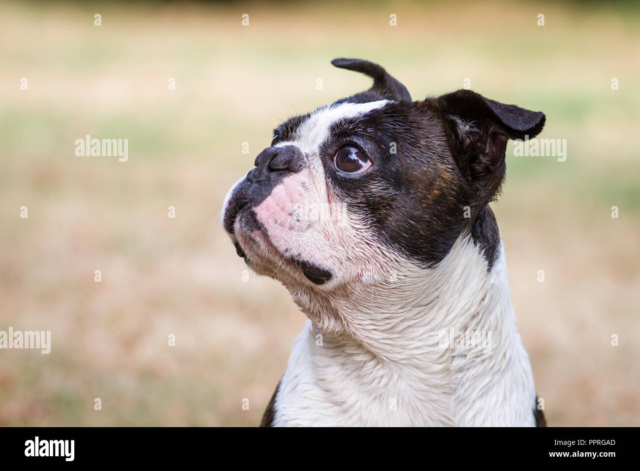 Brindle boston terrier hi-res stock photography and images - Alamy