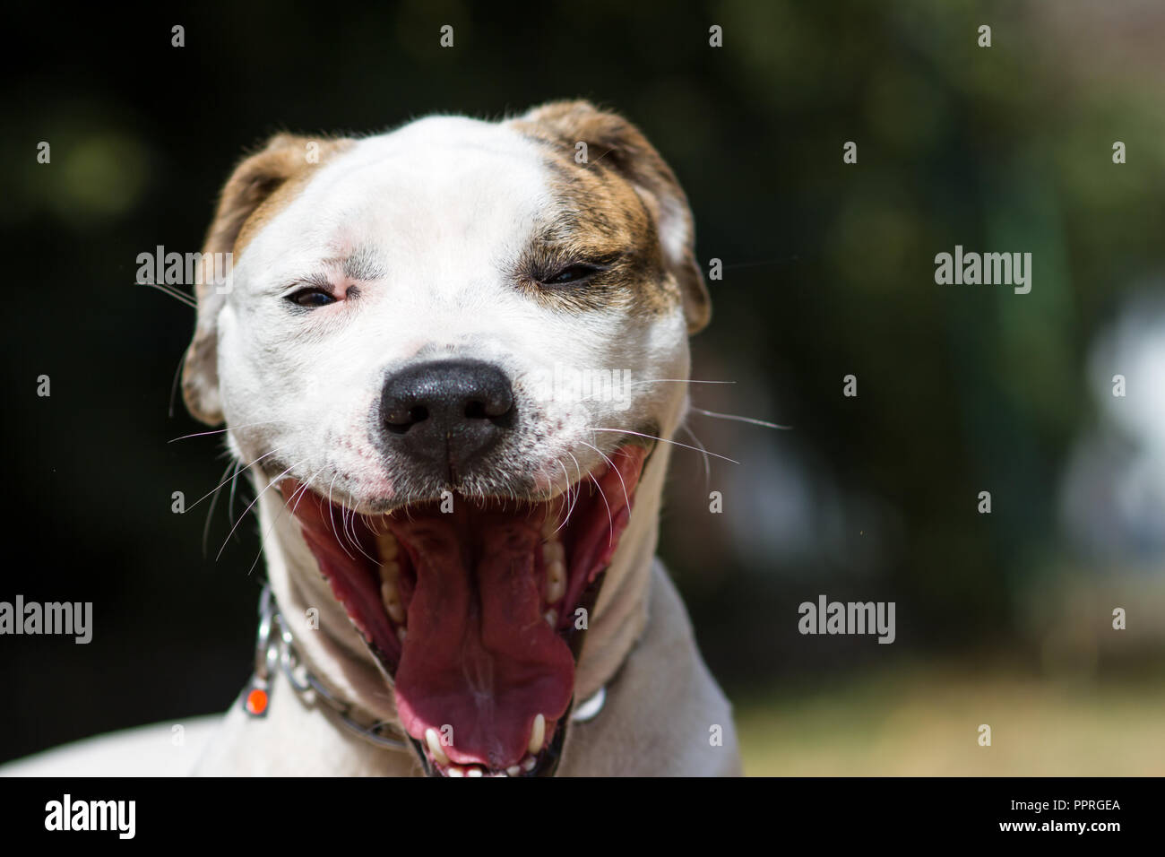 American Bulldog yawning Stock Photo