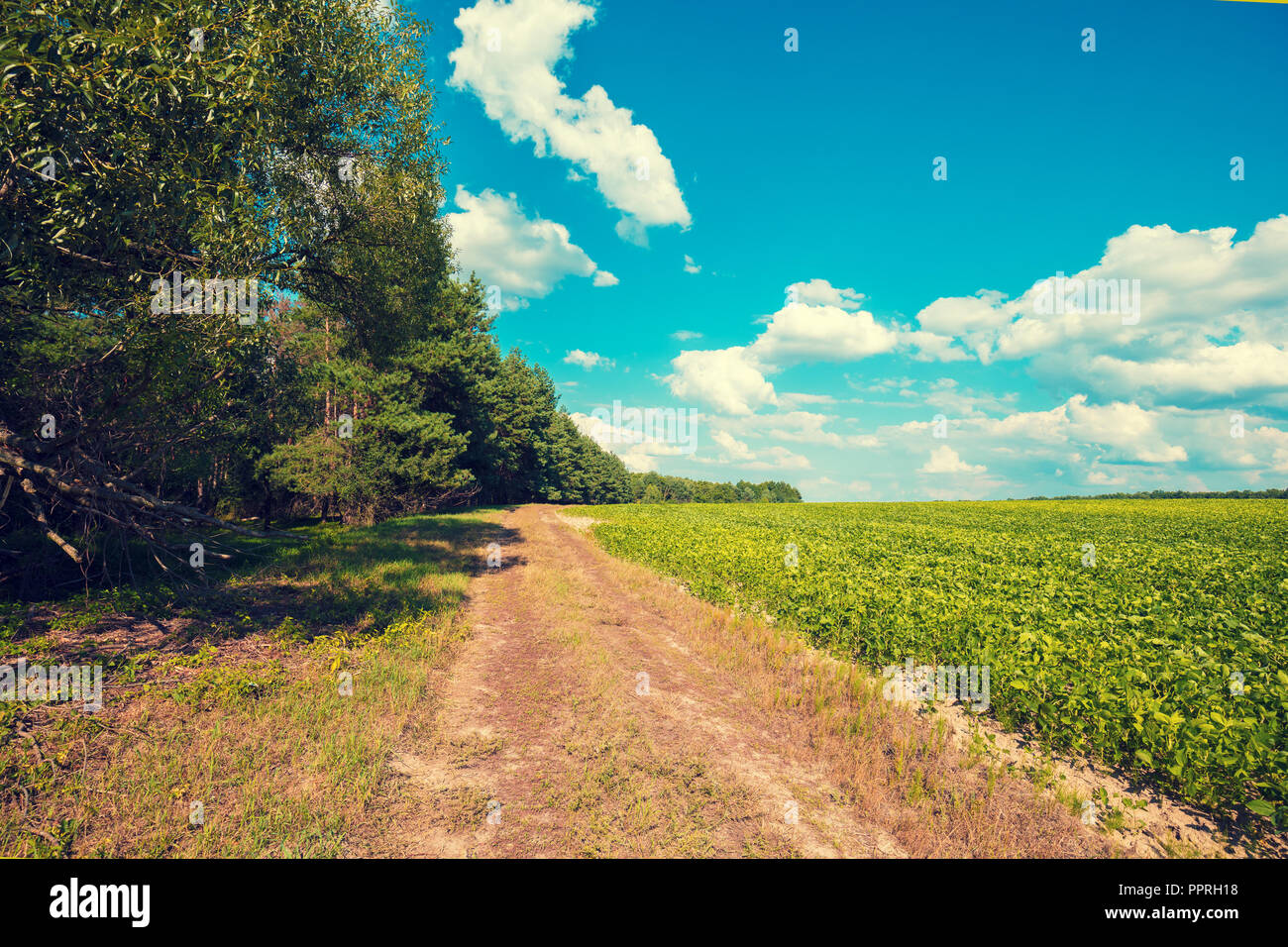 field and forest