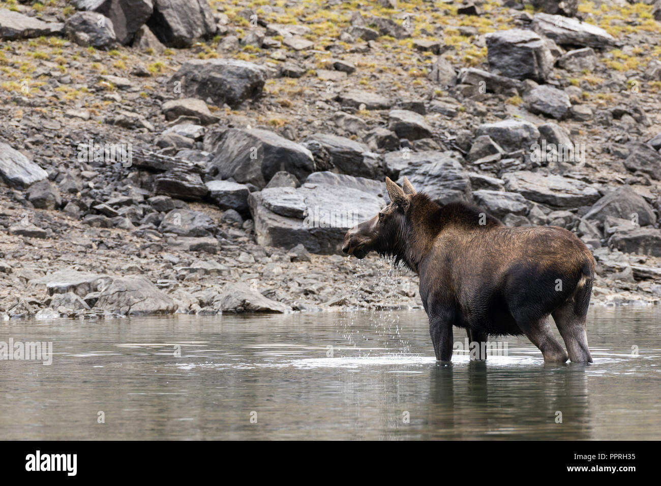 A large feamle moose eating in the waters of a lake Stock Photo