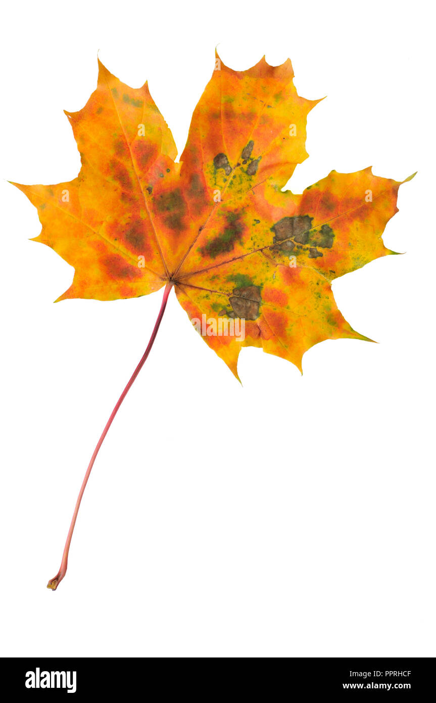 Autumn maple leaf isolated on white background Stock Photo - Alamy