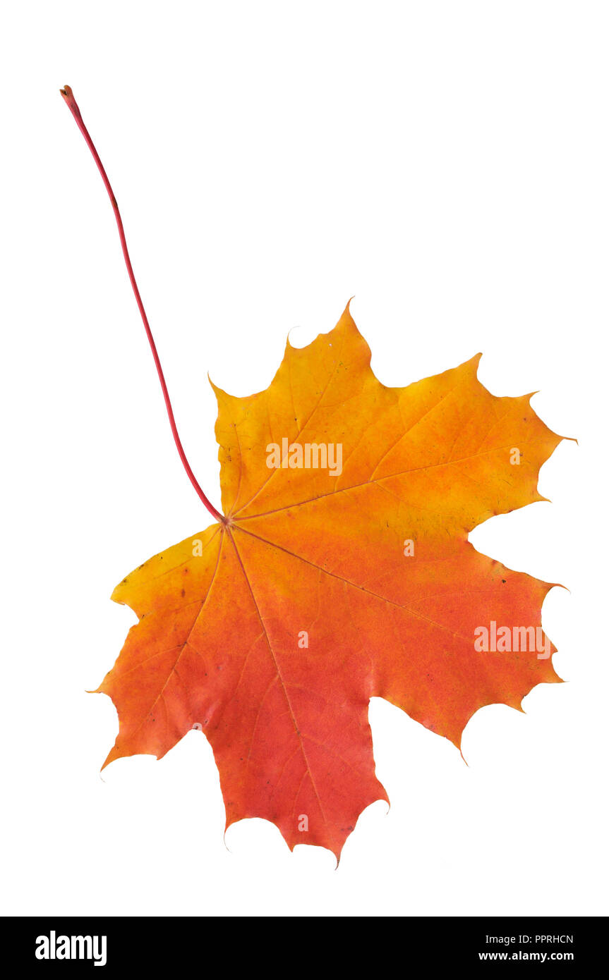 Autumn maple leaf isolated on white background Stock Photo - Alamy