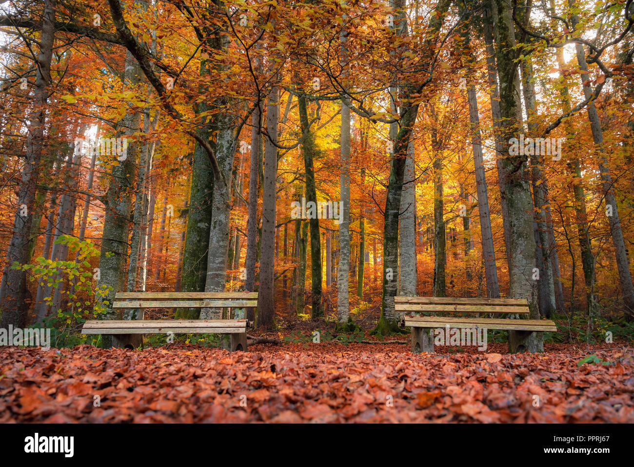 Fall scenery with two wooden benches on a  carpet of autumn leaves, in a colorful deciduous forest, near Fussen, Bavaria, Germany. Stock Photo