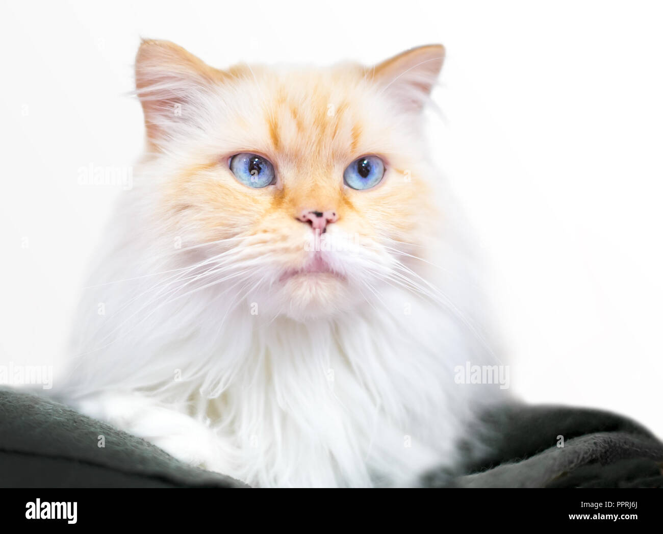 A flame point Himalayan mixed breed cat with blue eyes Stock Photo