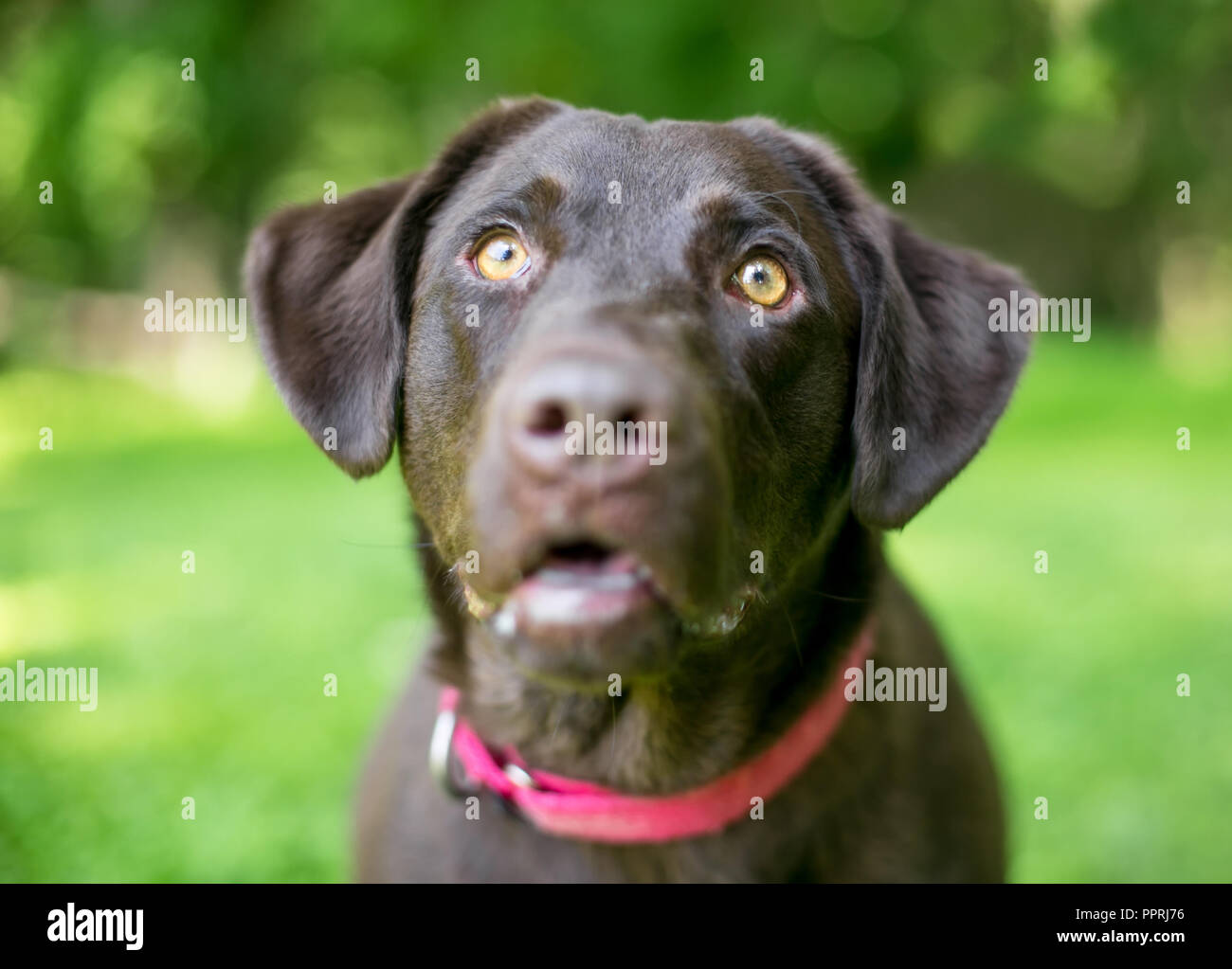 A Chocolate Labrador Retriever dog wearing a red collar staring