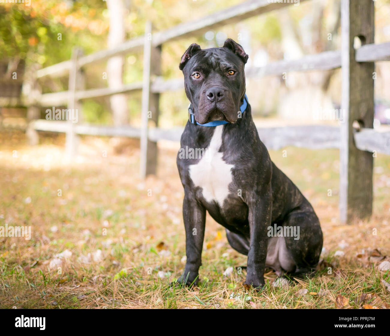 A brindle and white Presa Canario dog with cropped ears sitting outdoors by a rustic wooden fence Stock Photo
