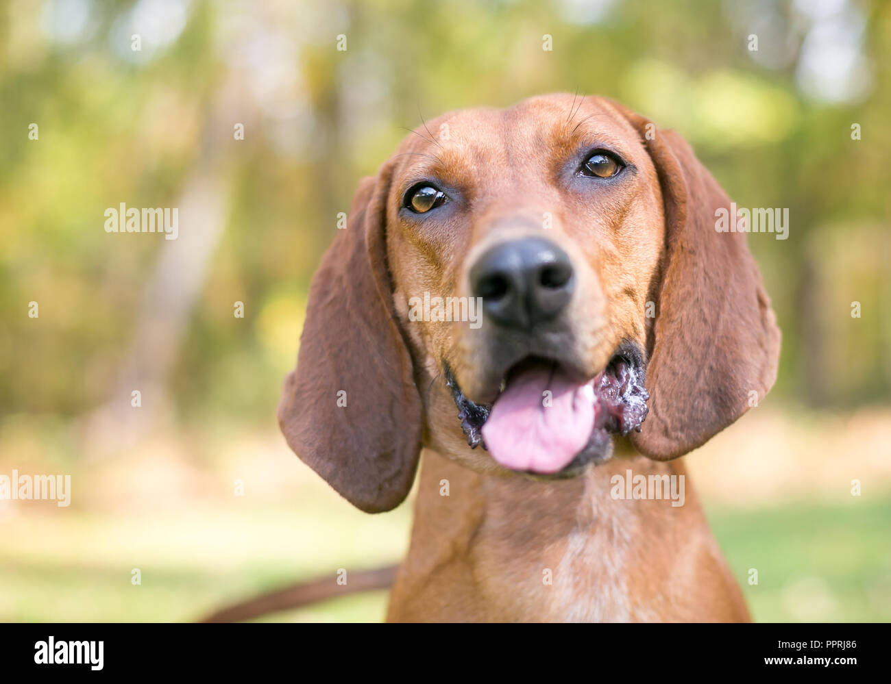 Redbone coonhound cheap howling