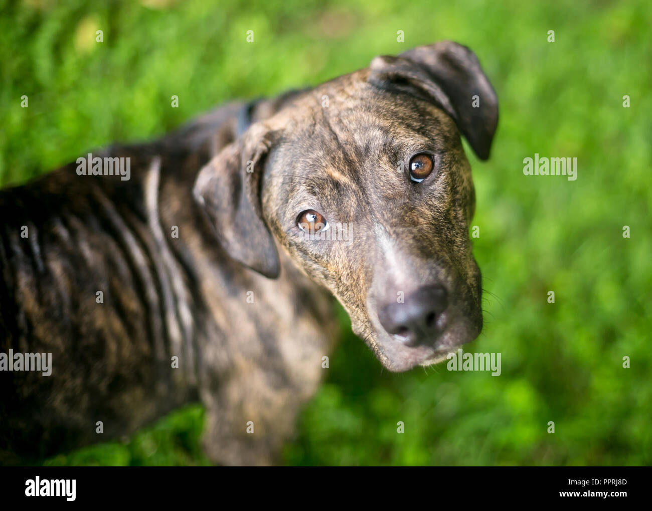 brindle Hound / Terrier mixed breed dog up at the Stock Photo - Alamy