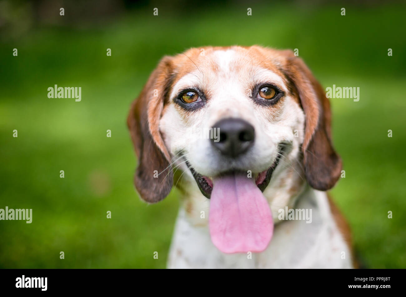 Smiling beagle hi res stock photography and images Alamy
