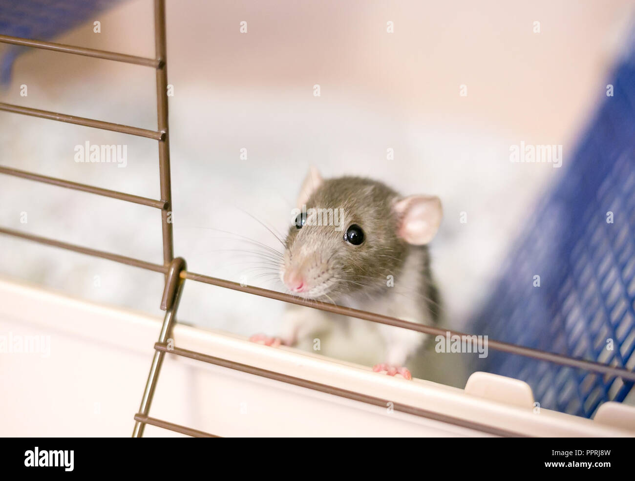 A domesticated pet rat or "Fancy Rat" peeking out of its cage Stock