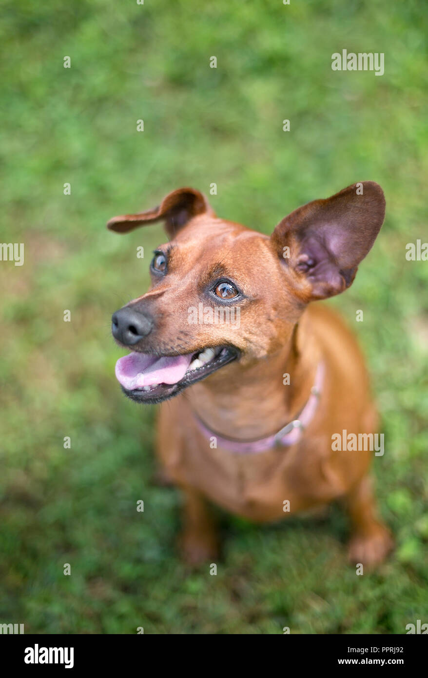 are floppy eared dogs friendlier