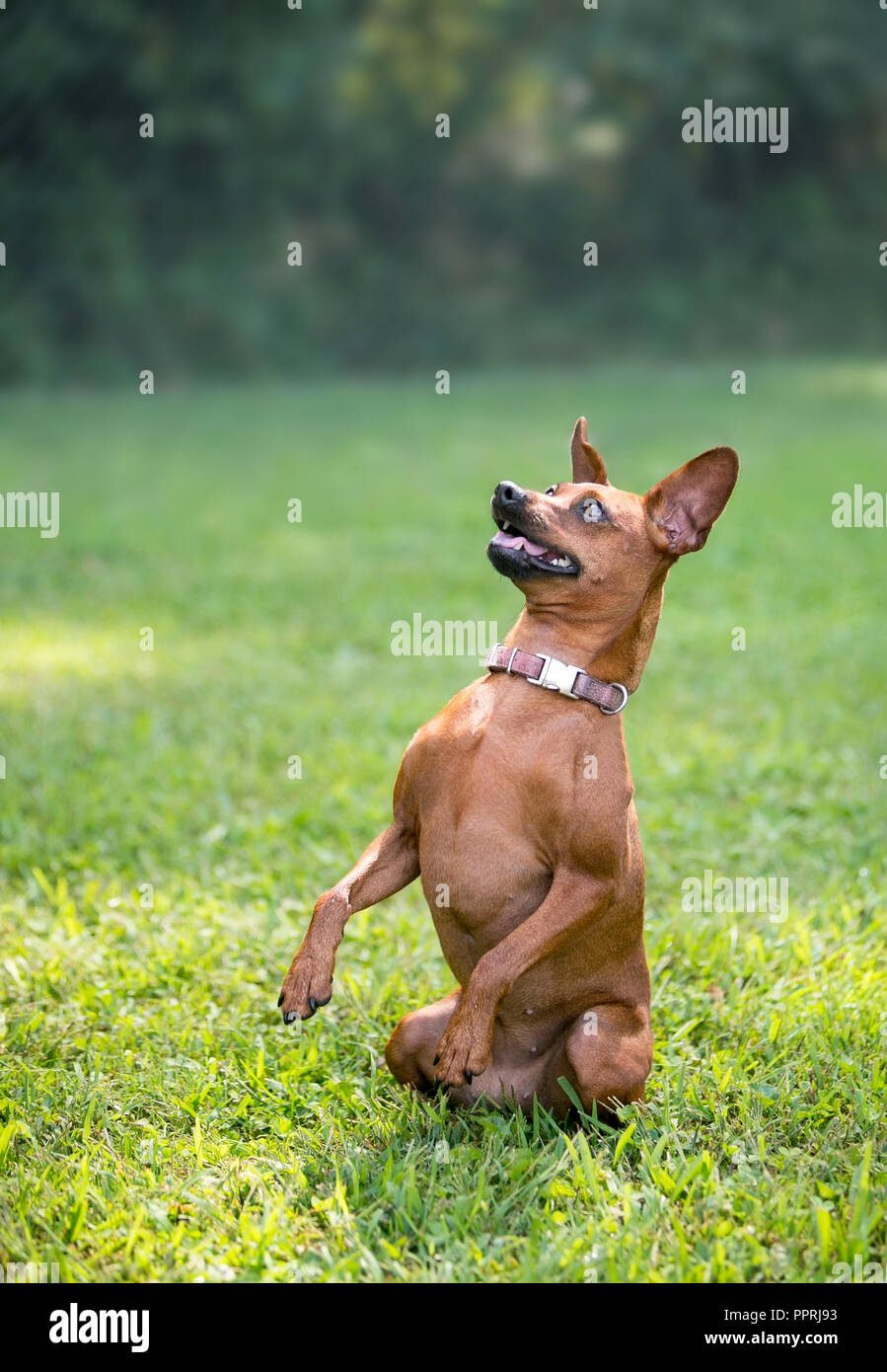 Why Do Dogs Sit Up On Hind Legs