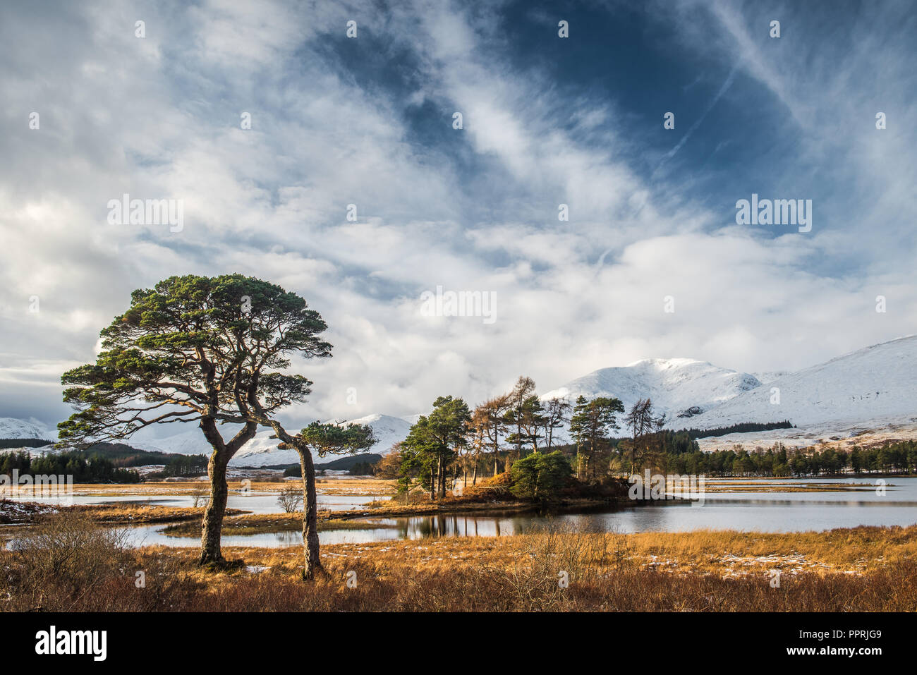 Scots Pines on the banks of Loch Tulla in the Scottish Highlands with the snow covered hills of the Black Mount in the background Stock Photo
