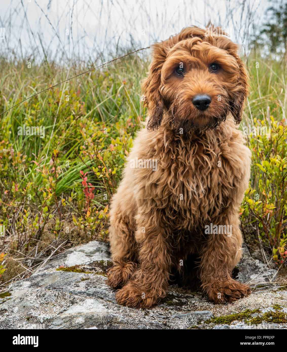 Baby Cockapoo High Resolution Stock Photography and Images - Alamy