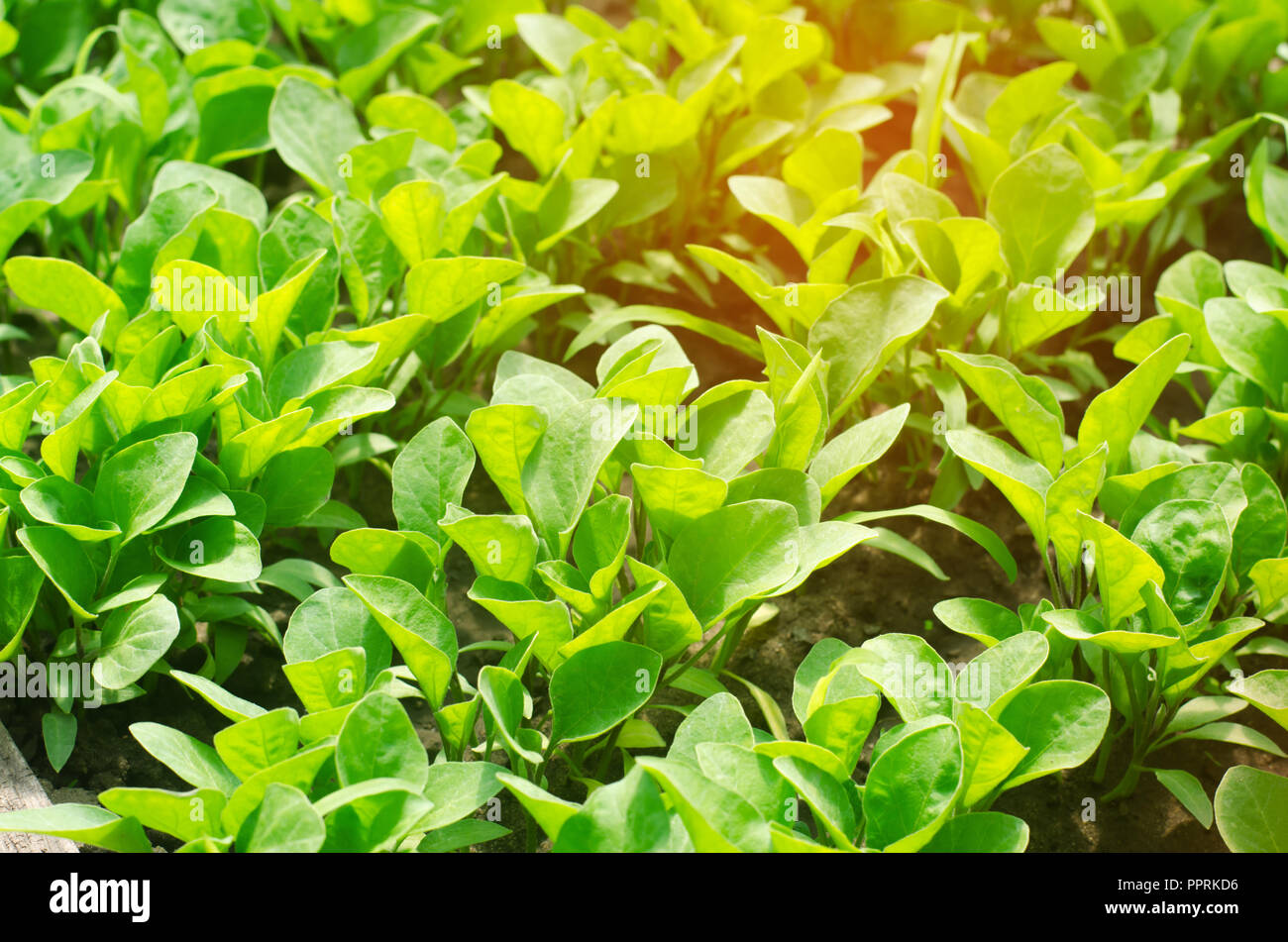 Aubergine seedlings hires stock photography and images Alamy