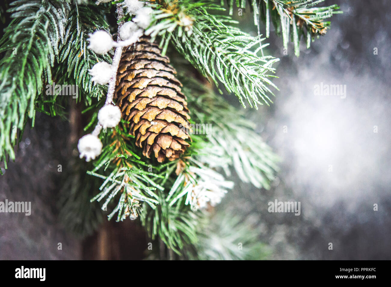 Opening Tree Cone in Warm Weather - Stock Photo Stock Image