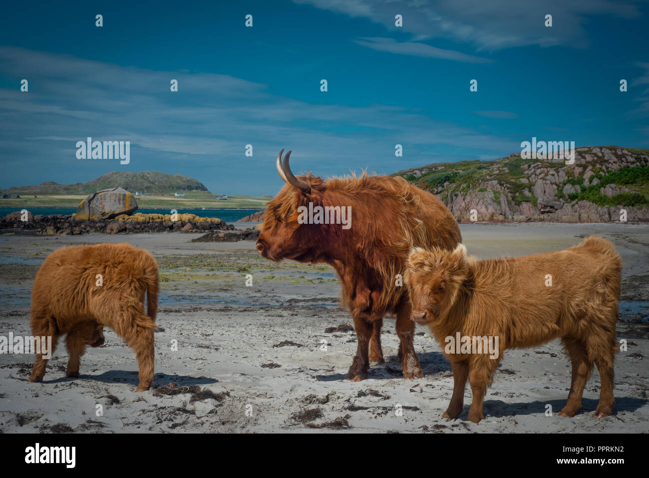 Highland Cows on the Beach on the Isle of Mull with the Isle of Iona in ...