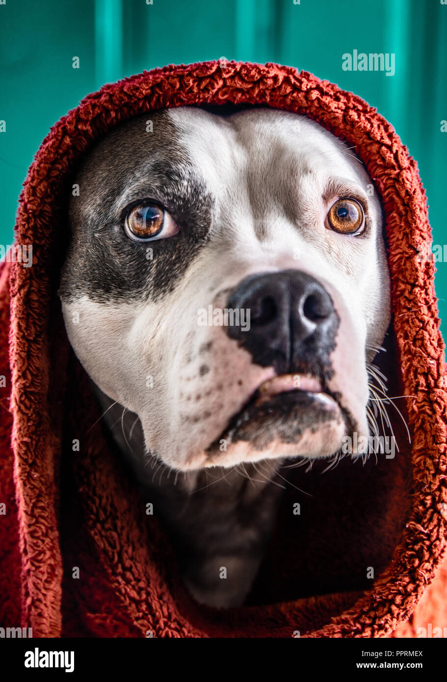 A staffordshire terrier pitbull dog poses with a blanket wrapped around his head like the shawl in the famous Steve McCurry photograph Afghan Girl Stock Photo